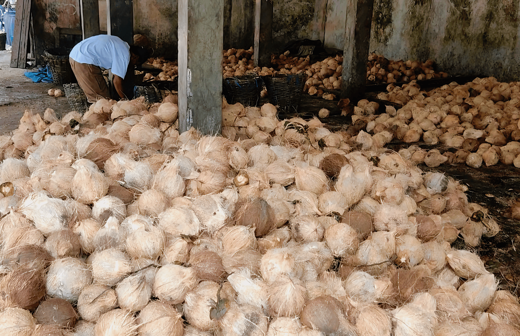 Coconut Fruit