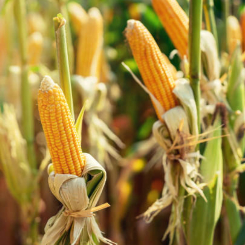 Corn Plantation