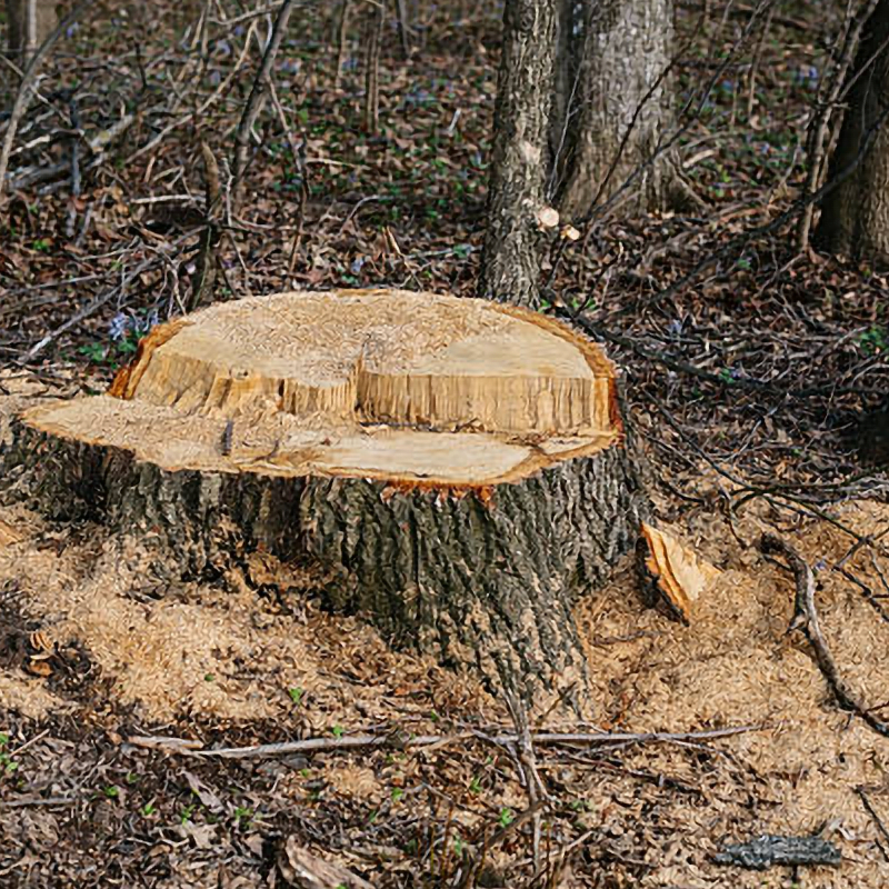 Wood Production